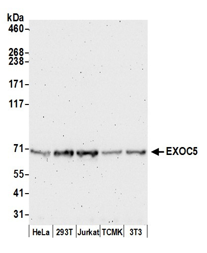 EXOC5 Antibody in Western Blot (WB)