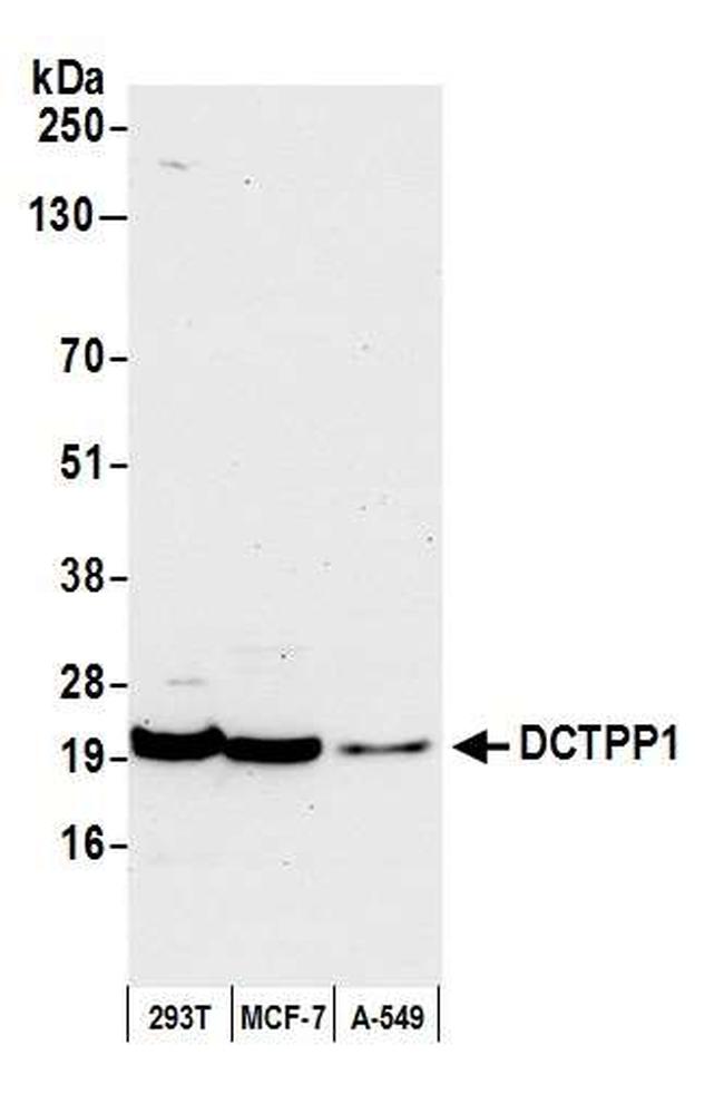 DCTPP1 Antibody in Western Blot (WB)