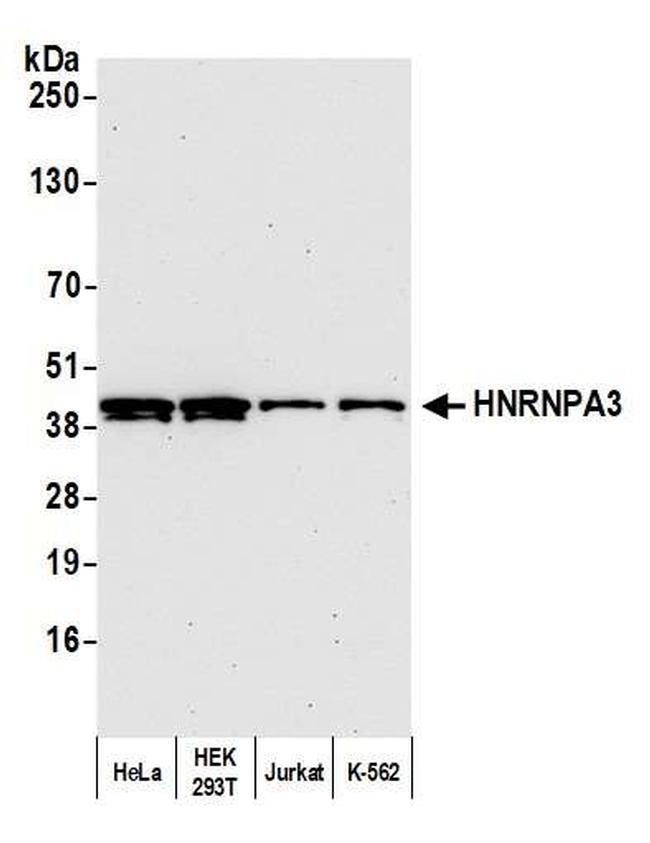 HNRNPA3 Antibody in Western Blot (WB)