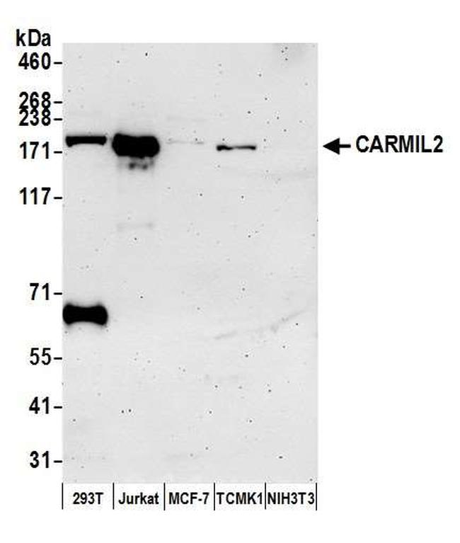 CARMIL2 Antibody in Western Blot (WB)