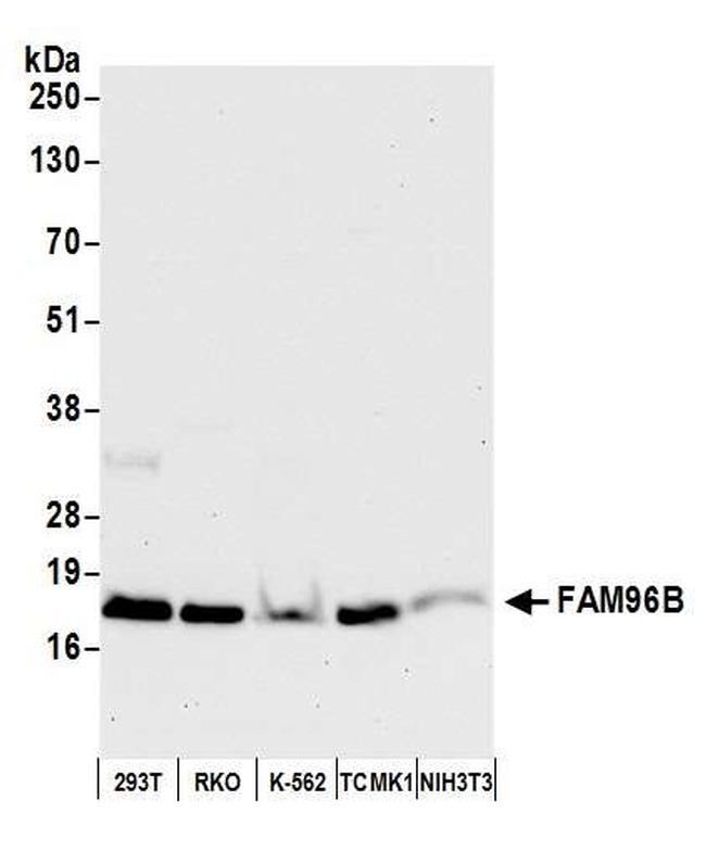 FAM96B Antibody in Western Blot (WB)