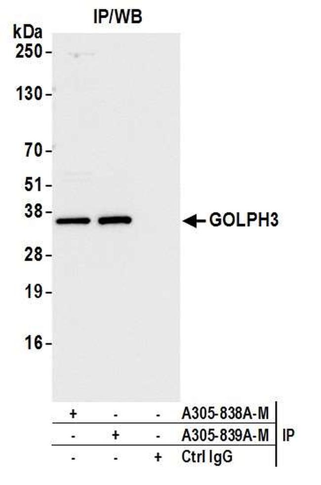 GOLPH3 Antibody in Immunoprecipitation (IP)