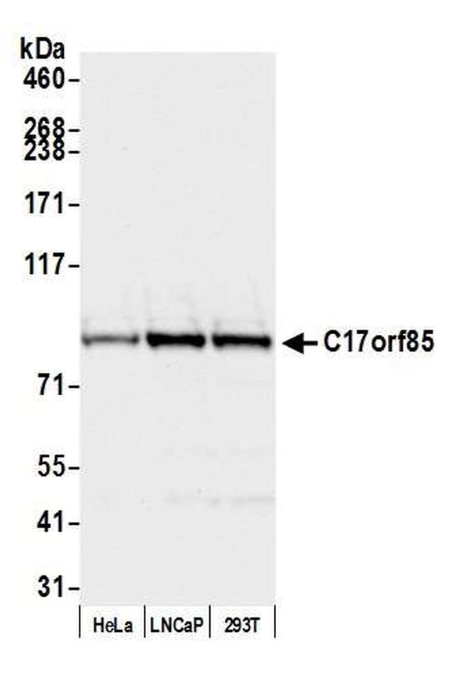 C17orf85 Antibody in Western Blot (WB)