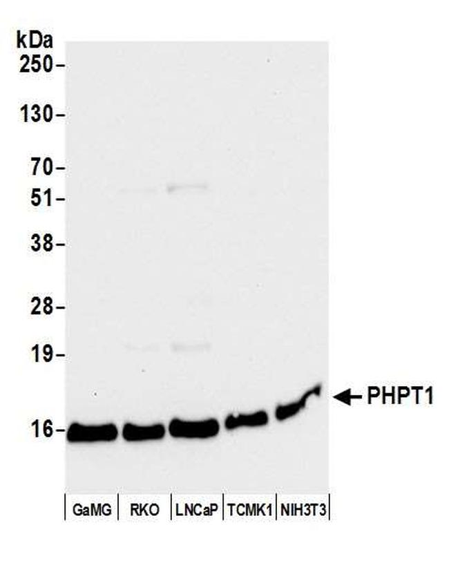 PHPT1 Antibody in Western Blot (WB)