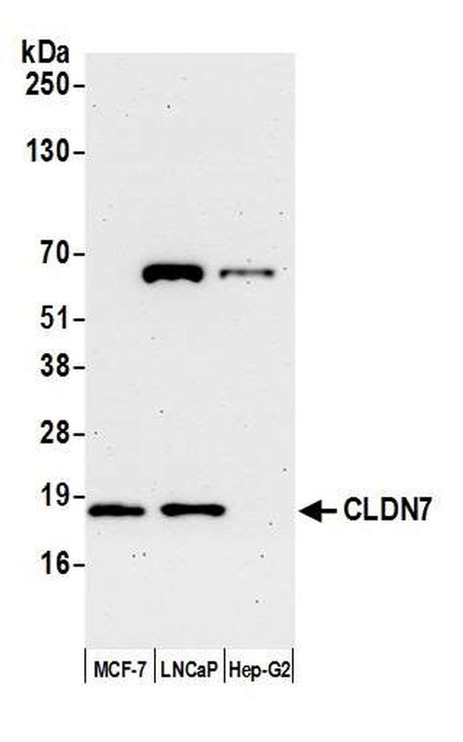 CLDN7 Antibody in Western Blot (WB)