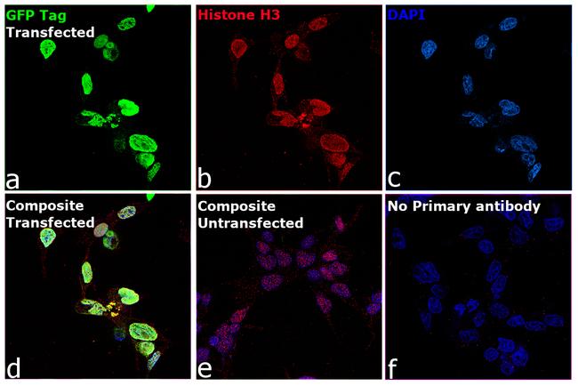 GFP Antibody in Immunocytochemistry (ICC/IF)