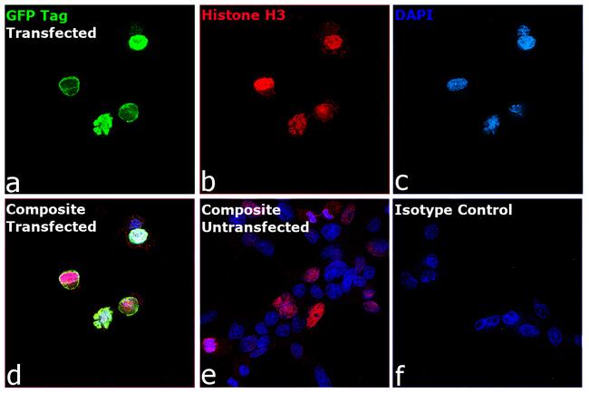 GFP Antibody in Immunocytochemistry (ICC/IF)