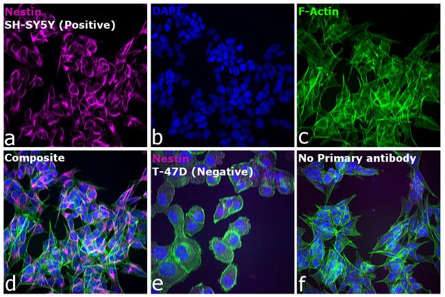 Mouse IgG (H+L) Highly Cross-Adsorbed Secondary Antibody in Immunocytochemistry (ICC/IF)