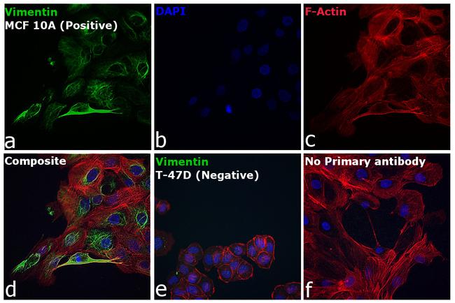 Rabbit IgG (H+L) Highly Cross-Adsorbed Secondary Antibody in Immunocytochemistry (ICC/IF)