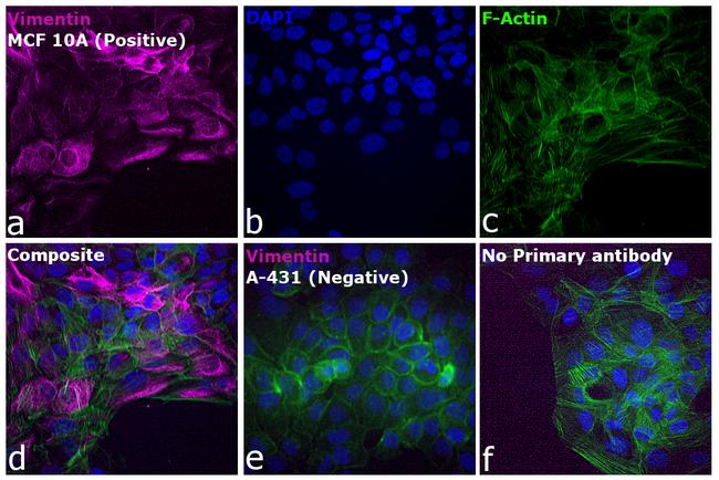 Rabbit IgG (H+L) Highly Cross-Adsorbed Secondary Antibody in Immunocytochemistry (ICC/IF)