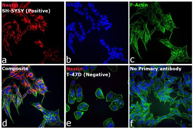 Mouse IgG (H+L) Highly Cross-Adsorbed Secondary Antibody in Immunocytochemistry (ICC/IF)