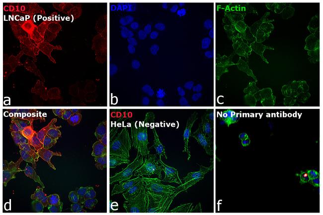 Goat IgG (H+L) Highly Cross-Adsorbed Secondary Antibody in Immunocytochemistry (ICC/IF)