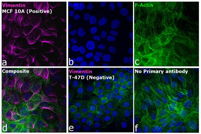 Rabbit IgG (H+L) Highly Cross-Adsorbed Secondary Antibody in Immunocytochemistry (ICC/IF)