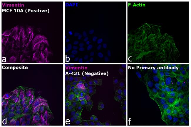 Rabbit IgG (H+L) Highly Cross-Adsorbed Secondary Antibody in Immunocytochemistry (ICC/IF)