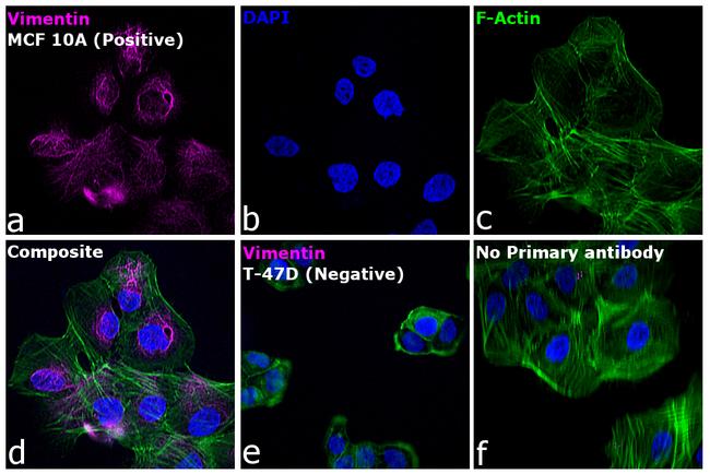 Rabbit IgG (H+L) Highly Cross-Adsorbed Secondary Antibody in Immunocytochemistry (ICC/IF)