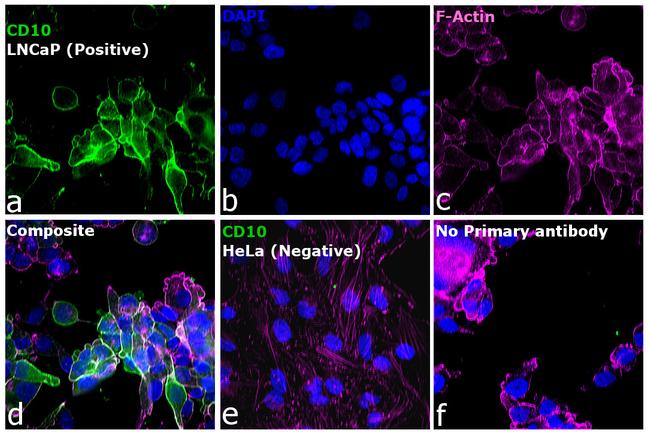 Goat IgG (H+L) Highly Cross-Adsorbed Secondary Antibody in Immunocytochemistry (ICC/IF)