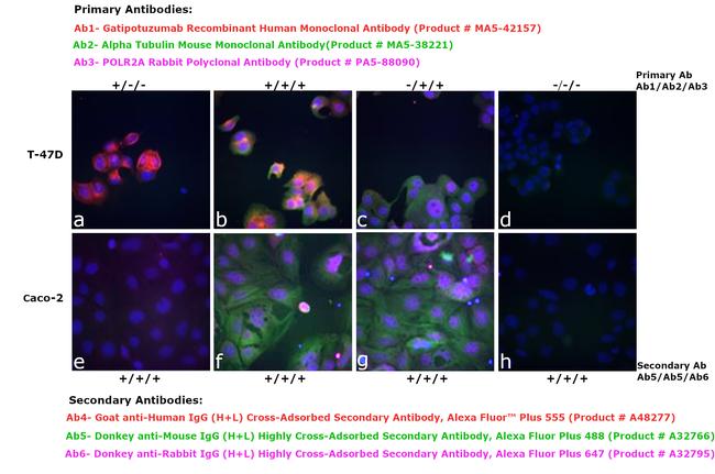 Human IgG (H+L) Cross-Adsorbed Secondary Antibody in Immunocytochemistry (ICC/IF)