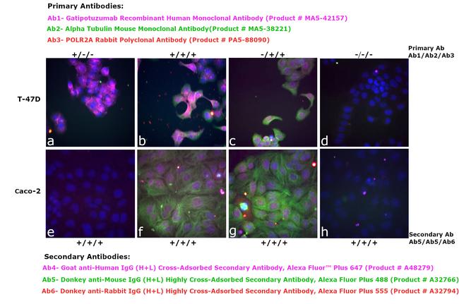 Human IgG (H+L) Cross-Adsorbed Secondary Antibody in Immunocytochemistry (ICC/IF)