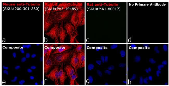 Rabbit IgG (H+L) Cross-Adsorbed Secondary Antibody in Immunocytochemistry (ICC/IF)