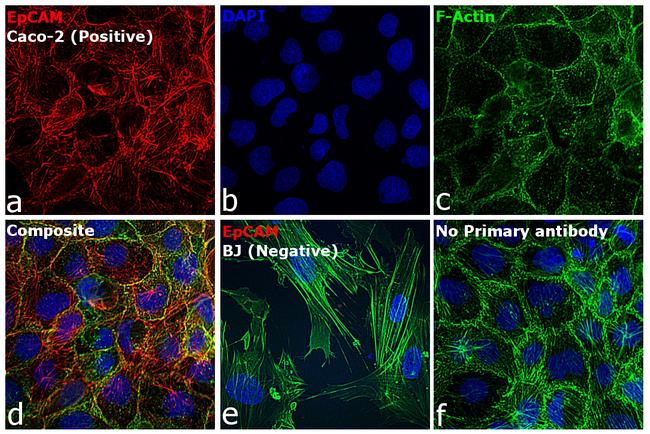 Mouse IgG (H+L) Cross-Adsorbed Secondary Antibody in Immunocytochemistry (ICC/IF)