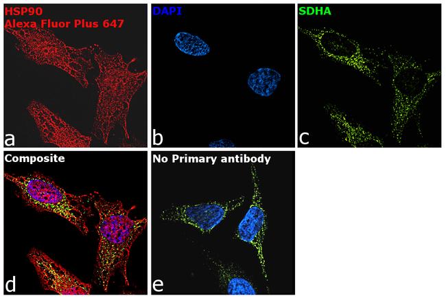 Rabbit IgG (Heavy chain) Secondary Antibody in Immunocytochemistry (ICC/IF)