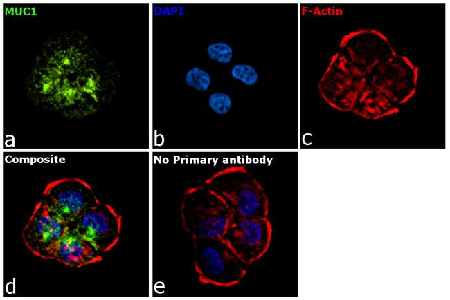 Human IgG1 (Heavy chain) Secondary Antibody in Immunocytochemistry (ICC/IF)