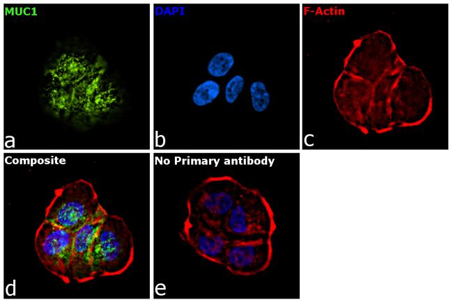 Human IgG Fc Secondary Antibody in Immunocytochemistry (ICC/IF)