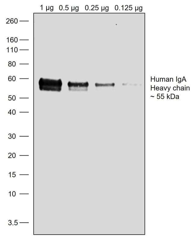 Human IgA (Heavy chain) Secondary Antibody in Western Blot (WB)