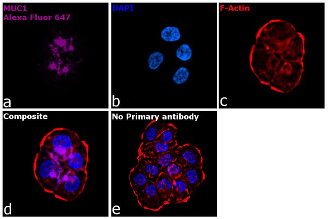 Human IgG1 (Heavy chain) Secondary Antibody in Immunocytochemistry (ICC/IF)