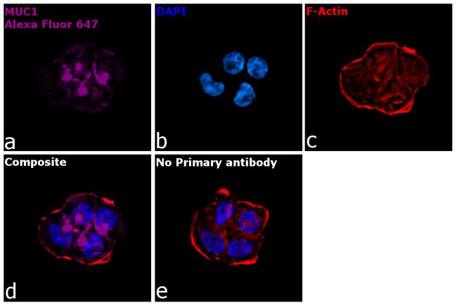 Human IgG Fc Secondary Antibody in Immunocytochemistry (ICC/IF)