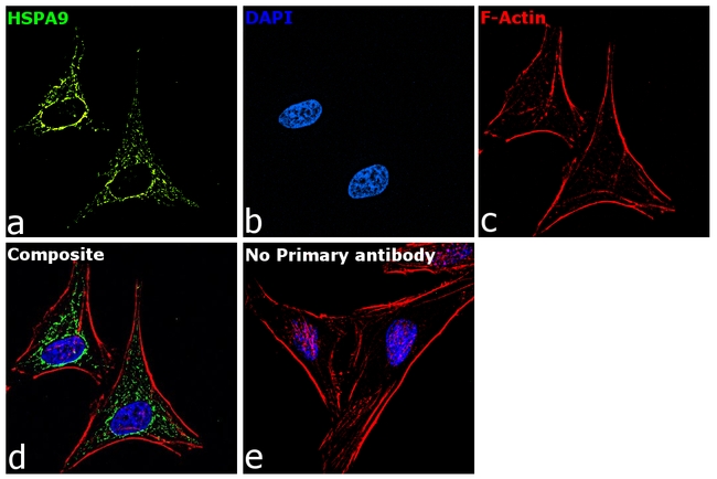 Goat IgG Secondary Antibody in Immunocytochemistry (ICC/IF)