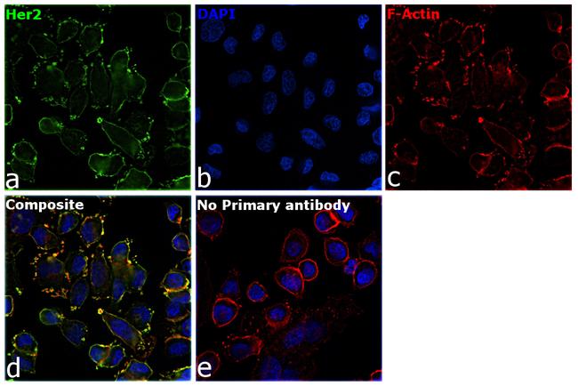 Human IgG (Light chain) Secondary Antibody in Immunocytochemistry (ICC/IF)