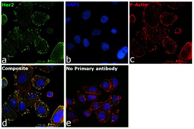 Human IgG (Kappa light chain) Secondary Antibody in Immunocytochemistry (ICC/IF)