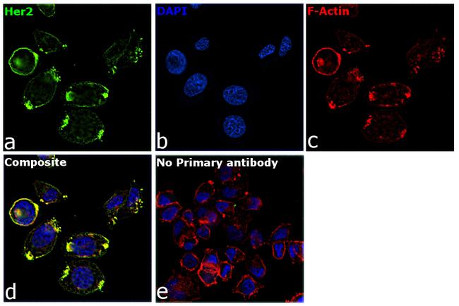 Human IgG Fab Secondary Antibody in Immunocytochemistry (ICC/IF)