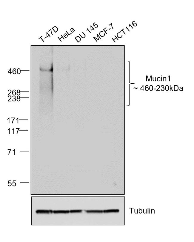 Human IgG Fab Secondary Antibody in Western Blot (WB)