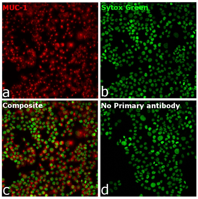 Human IgG (H+L) Secondary Antibody in Immunocytochemistry (ICC/IF)