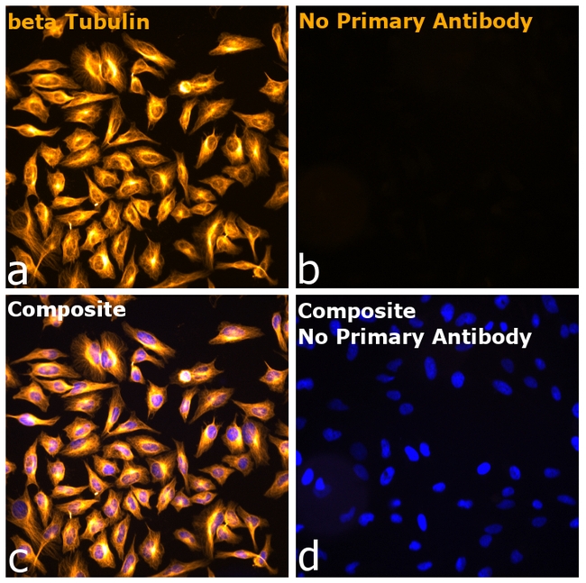 Mouse IgG1 Fc Secondary Antibody in Immunocytochemistry (ICC/IF)