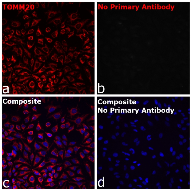 Rabbit IgG Fc Secondary Antibody in Immunocytochemistry (ICC/IF)