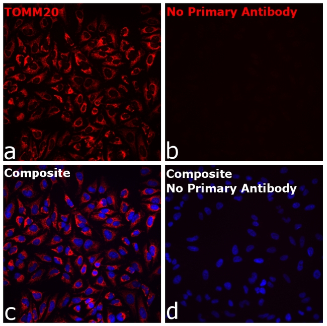 Rabbit IgG Fc Secondary Antibody in Immunocytochemistry (ICC/IF)