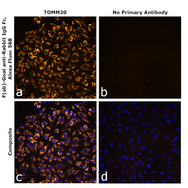 Rabbit IgG Fc Secondary Antibody in Immunocytochemistry (ICC/IF)