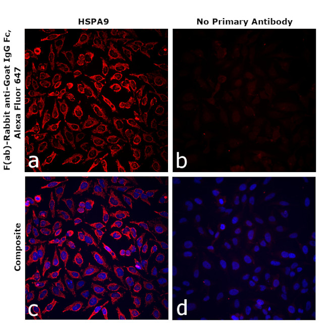 Goat IgG Fc Secondary Antibody in Immunocytochemistry (ICC/IF)