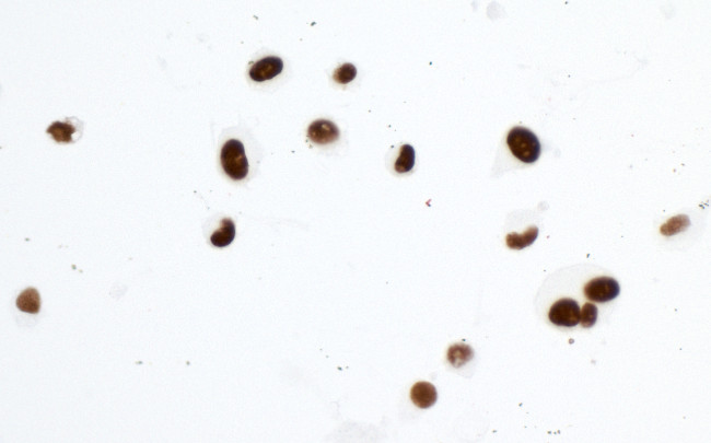 KAP-1 Antibody in Immunocytochemistry (ICC/IF)