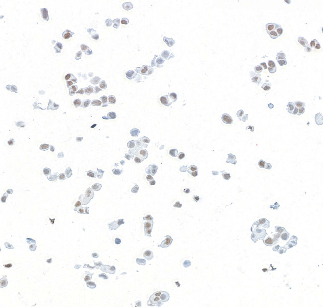 PBRM1 Antibody in Immunocytochemistry (ICC/IF)