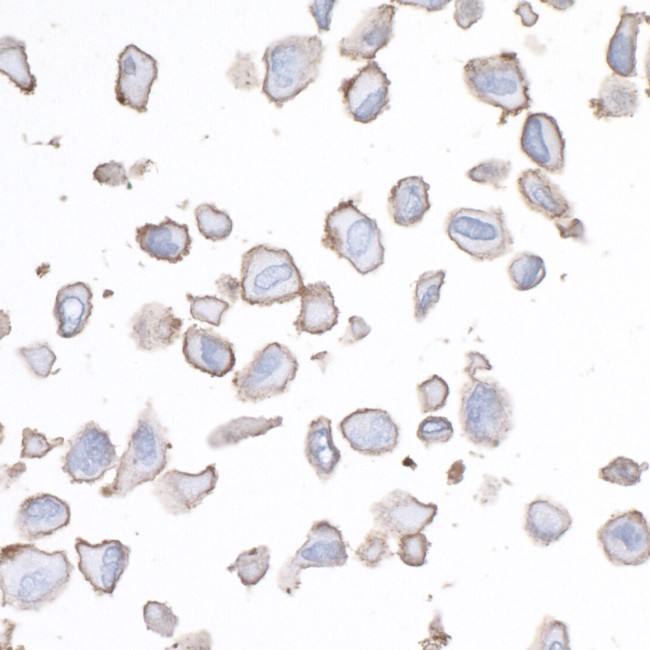 B7-H3/CD276 Antibody in Immunocytochemistry (ICC/IF)