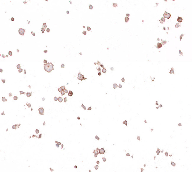 CD86 Antibody in Immunocytochemistry (ICC/IF)