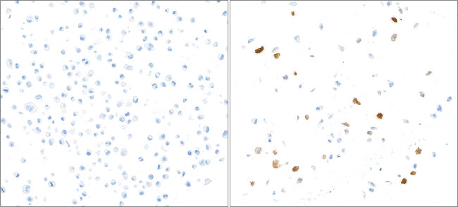 IDO1 Antibody in Immunocytochemistry (ICC/IF)