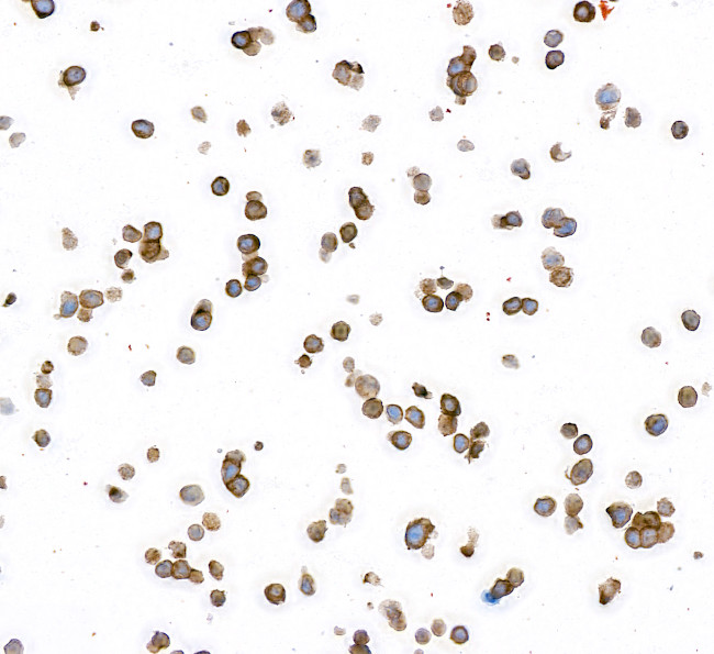 CEACAM1 Antibody in Immunocytochemistry (ICC/IF)