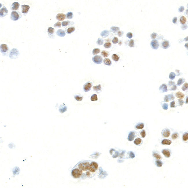 MED1 Antibody in Immunocytochemistry (ICC/IF)