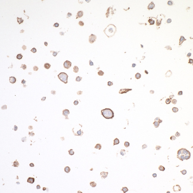 OX40/CD134 Antibody in Immunocytochemistry (ICC/IF)