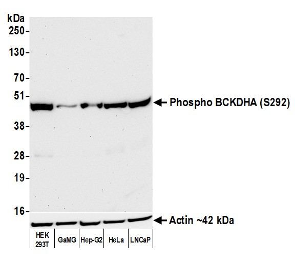 Phospho-BCKDHA (Ser292) Antibody in Western Blot (WB)